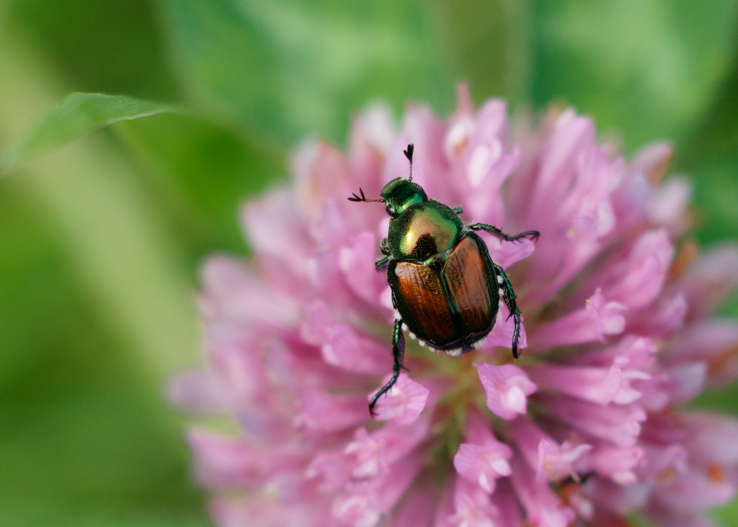 A Japanese Beetle on a flower | Shutterstock