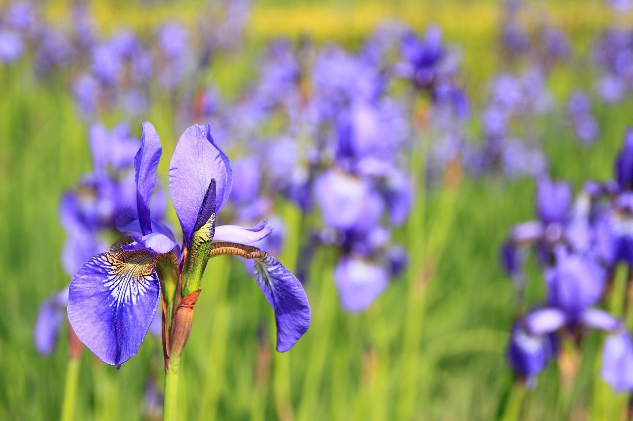 Une fleur d'iris | Photo : Pixabay. Une fleur d'iris | Photo : Pixabay.