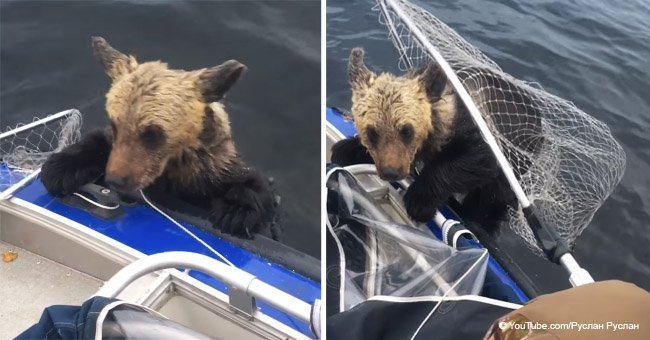 Dramatic moment drowning bear cub begs fisherman for help