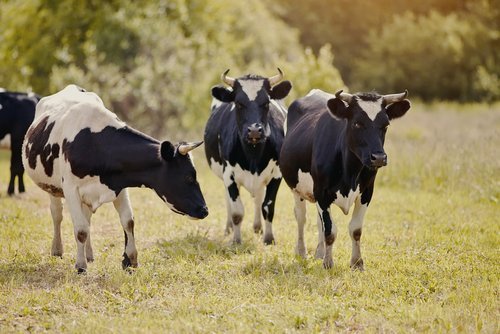 Three bulls on a pasture. | Source: Shutterstock