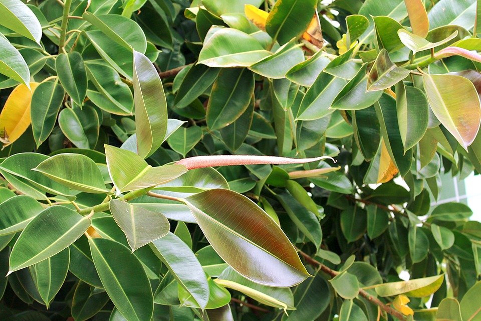 Ficus | Photo : Pixabay Ficus | Photo : Pixabay