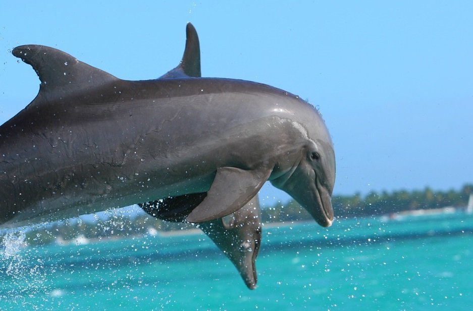 Delfín. | Foto: PxHere