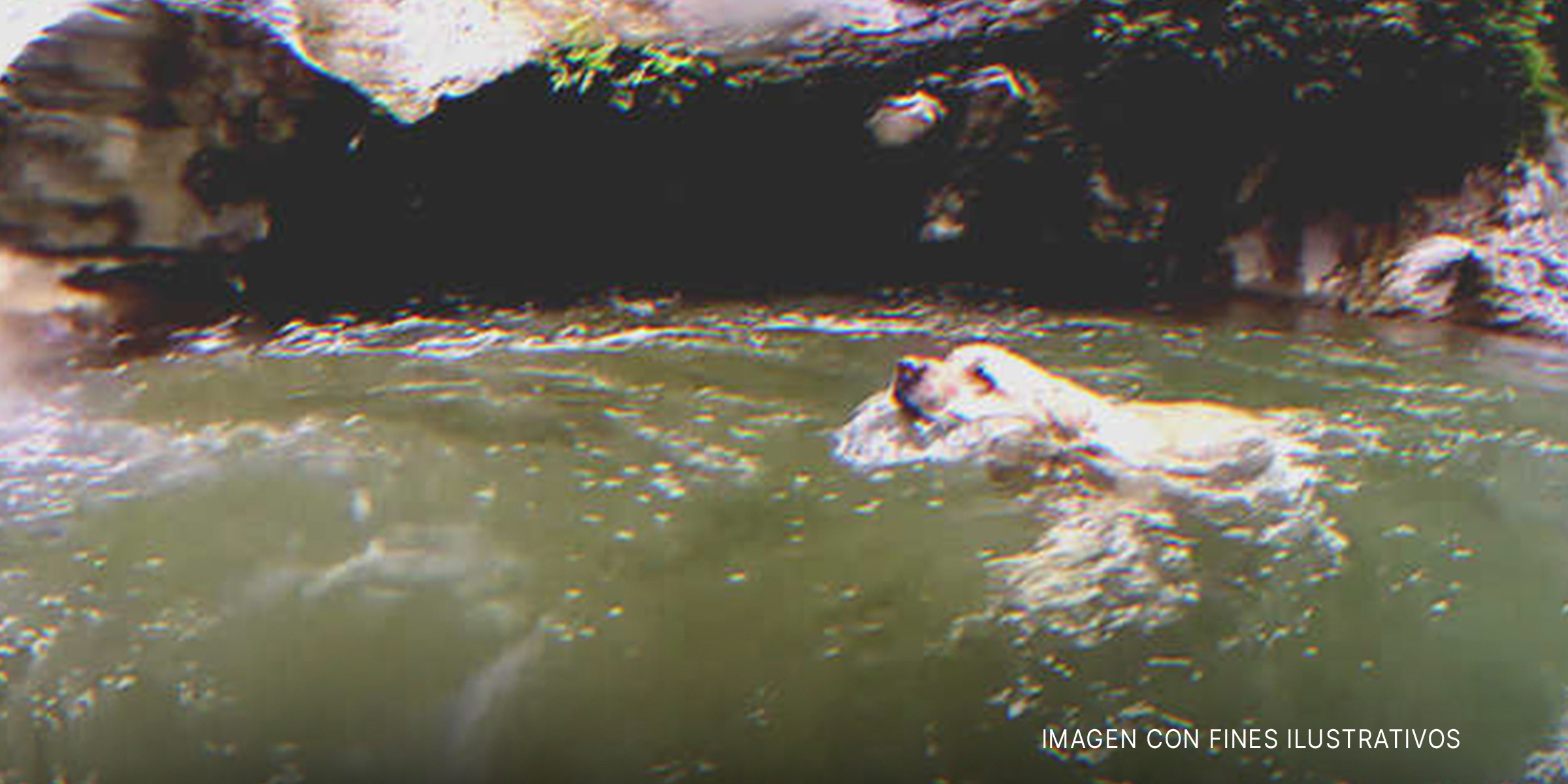 Perro nadando en un río. | Foto: youtube.com/Gregory Channel