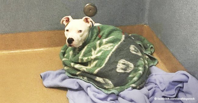 Deaf dog abandoned by cruel family comforts himself wrapped in blankets