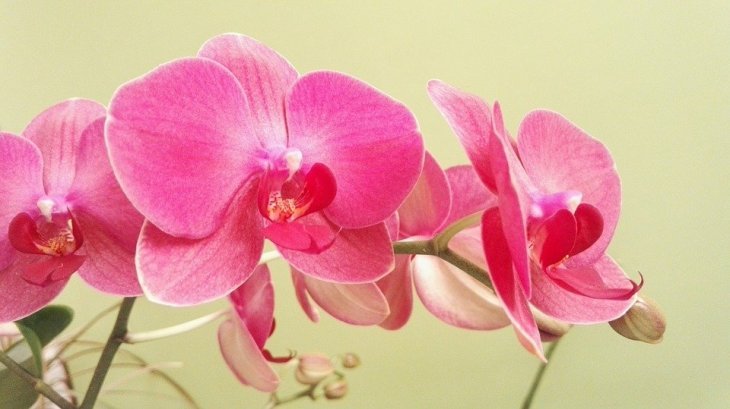 Quelle: Orchidee