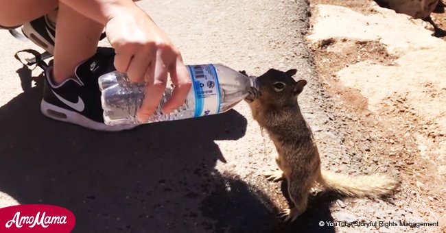 Thirsty squirrel quick to take a drink from hiker's water bottle