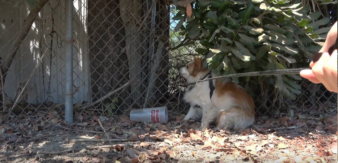 Garfield auf der Flucht | Quelle: YouTube/Hope For Paws - Official Rescue Channel