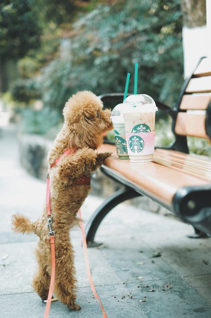 Die junge Frau hatte ihre Kaffeetasse auf der Parkbank stehen lassen. | Quelle: Unsplash