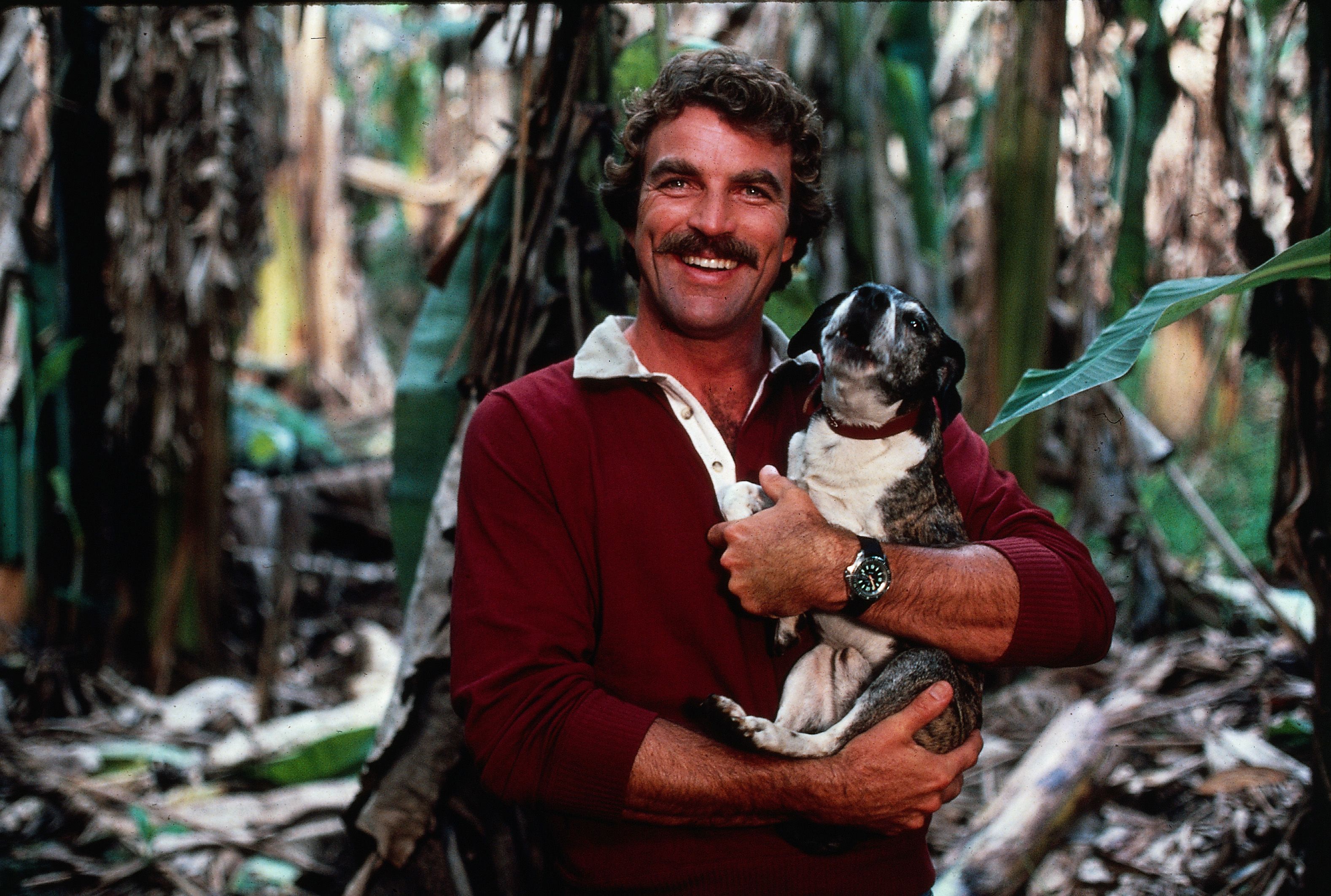 Tom Selleck holding a small dog as he poses in a tropical woodland, Hawaii, 1983. | Source: Getty Images