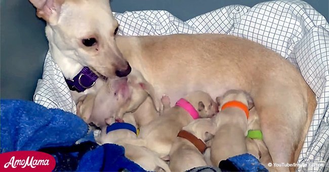Pregnant dog has a huge belly. After 9th pupy arrives, mother realizes it's far from the end