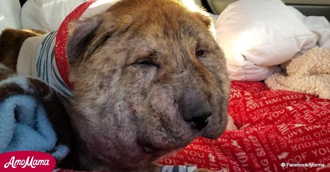 Woman rescued a stray dog with an unusual round-shaped head