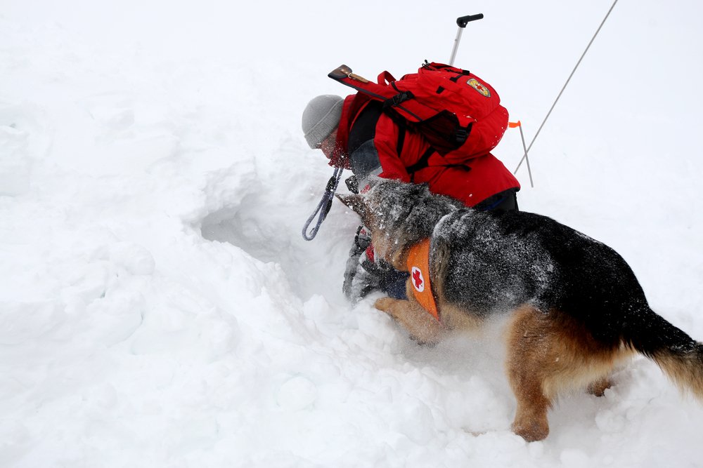 Rescate en la nieve. | Foto: GEORGID/Shutterstock
