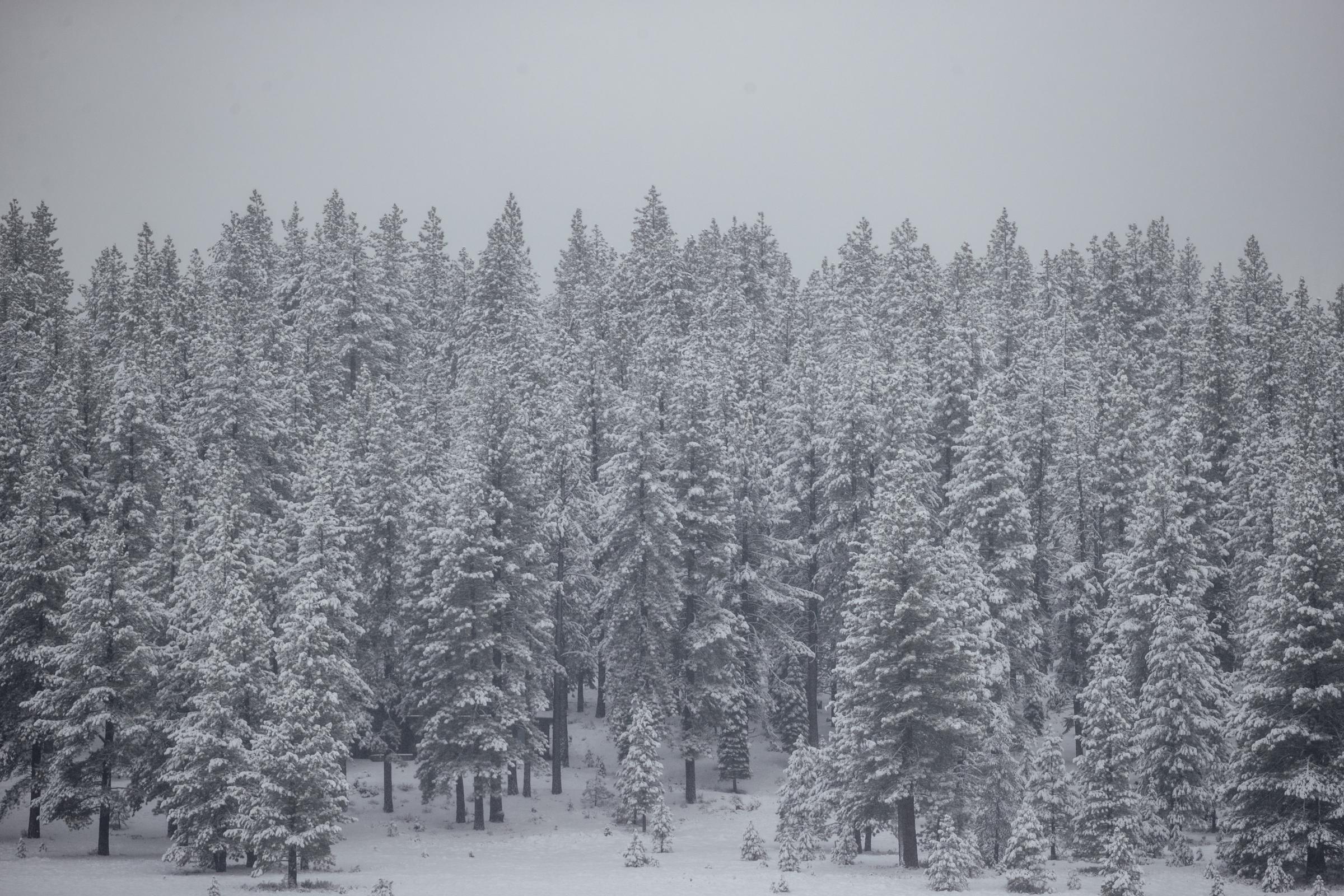 A layer of snow seen on a tree line after an overnight winter storm on February 14, 2025, in Truckee, California. | Source: Getty Images