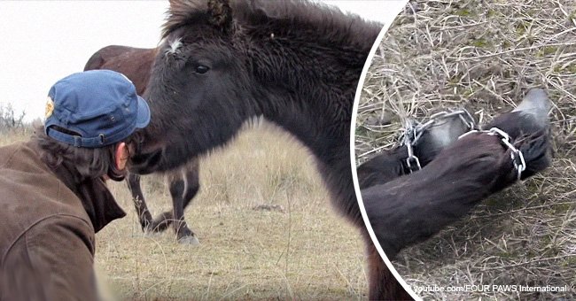 Man saves horse with chained legs, then another horse 'kisses' its savior in gratitude