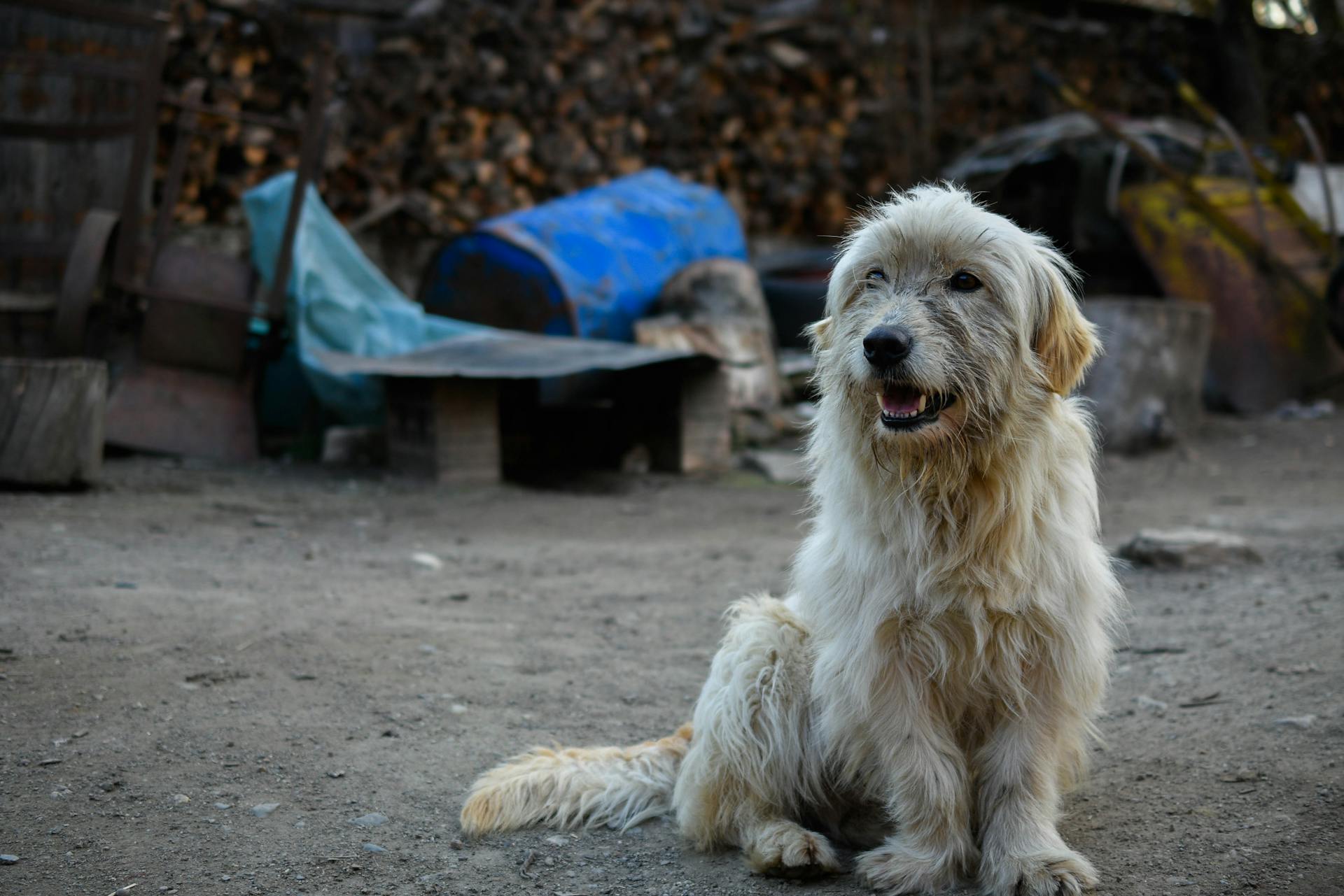 A dog sitting outdoors | Source: Pexels