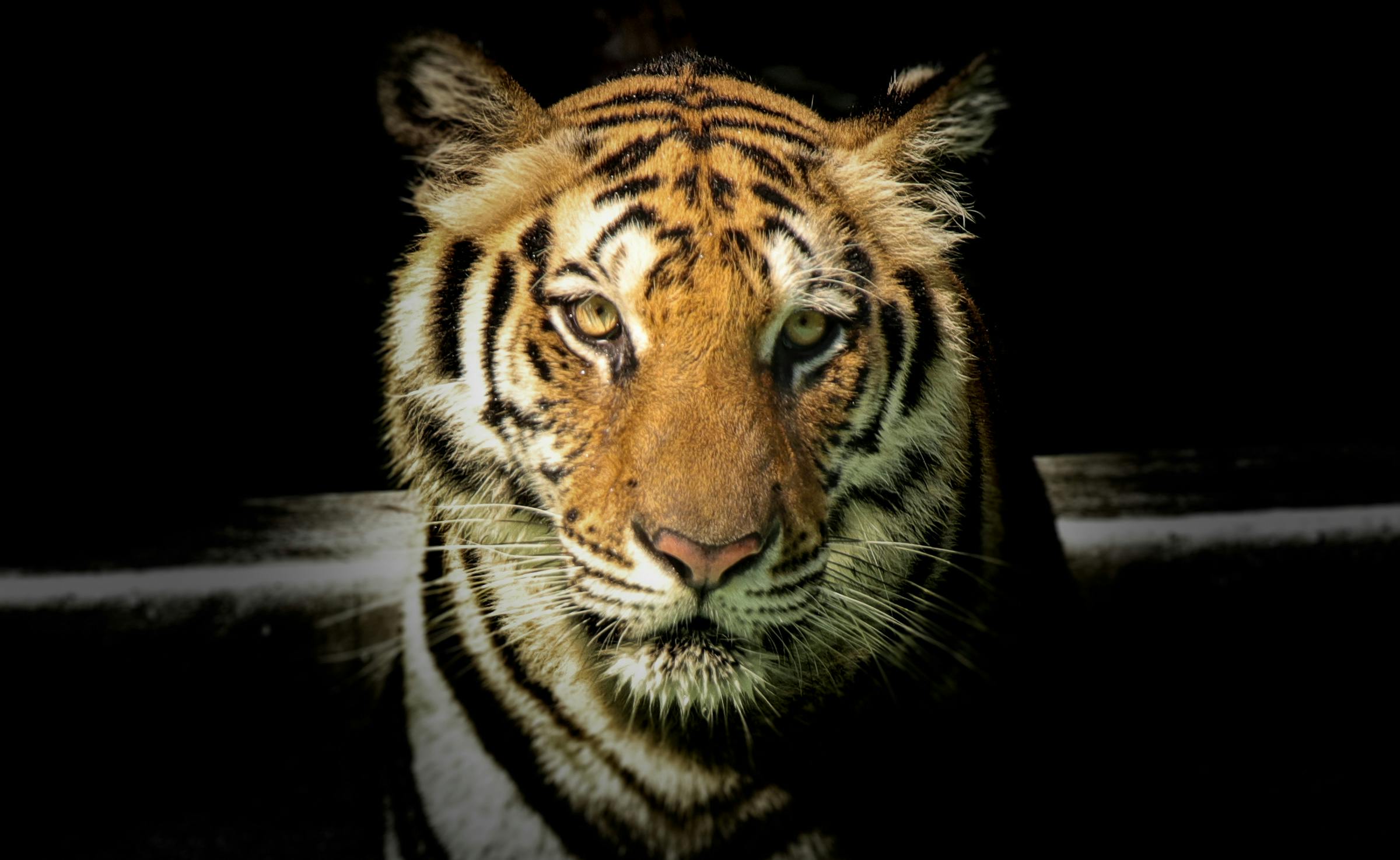 Tiger | Source: Pexels