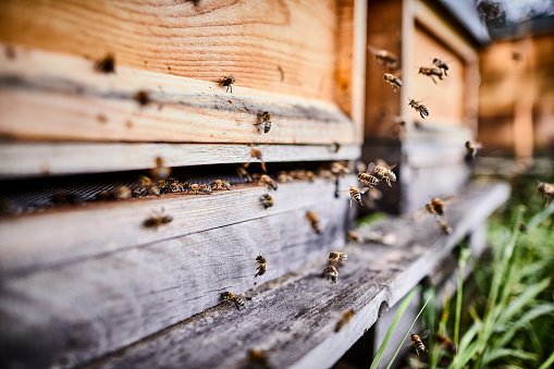 Honey bees flying into wooden beehives  | Photo: Getty Images