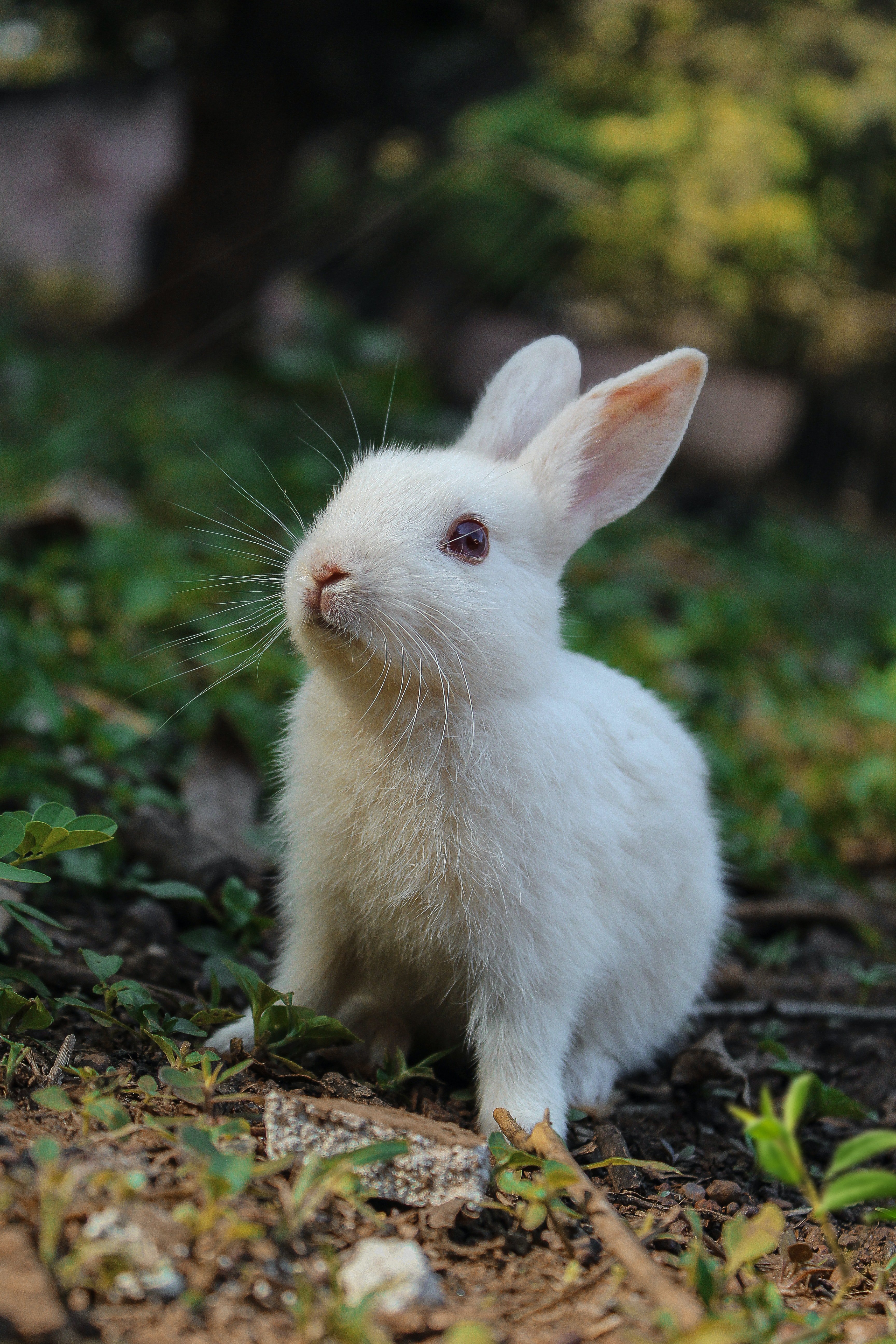 Pictured - A white rabbit on green grass | Source: Pexels 