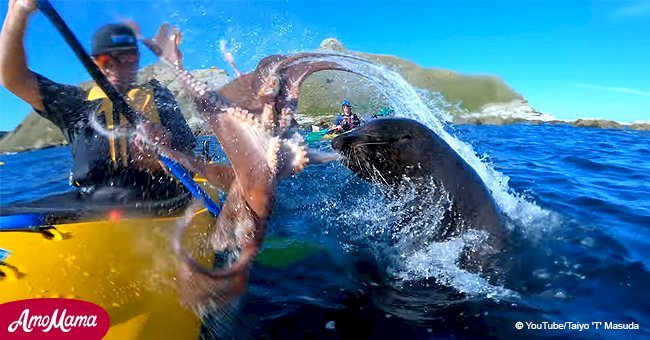 Un phoque attaque un kayakiste au visage avec une pieuvre gigantesque: il réagit (vidéo)