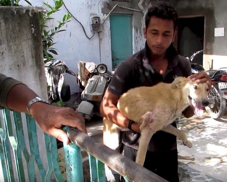 Source: screenshot from Youtube, Animal Aid Unlimited, India