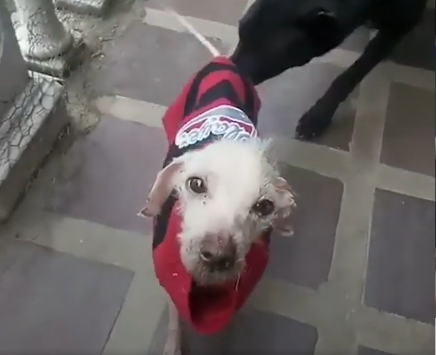 Geretteter Hund in seinem Pullover | Quelle: Facebook/TheDodo