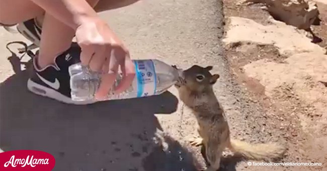 Little thirsty squirrel went viral for drinking water just like a person (video)