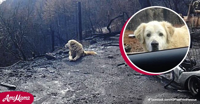 Mournful dog waits at burned house a month after deadly Camp Fire for his owners to return