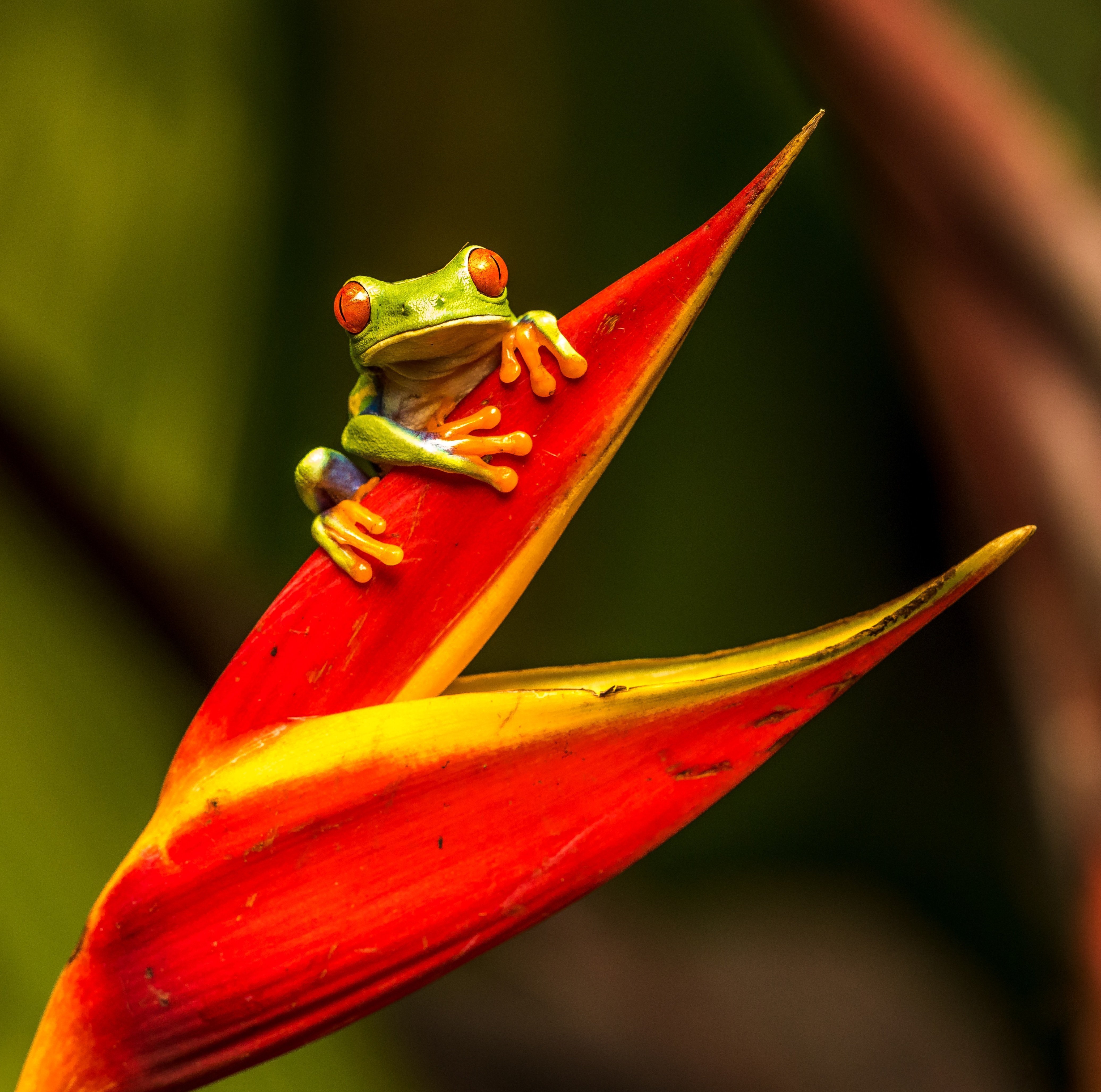 A frog sitting on a plant. | Source: Unsplash
