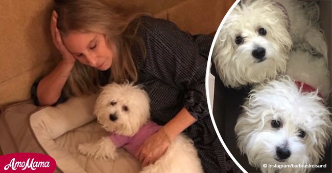 Barbra Streisand sparks controversy after cloning her dead pet