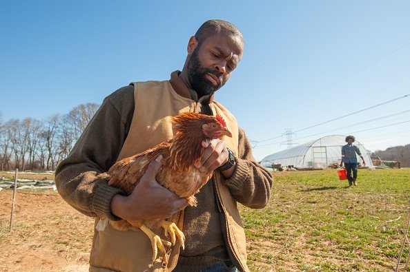 African America farmer with a chicken | Photo: Getty Images