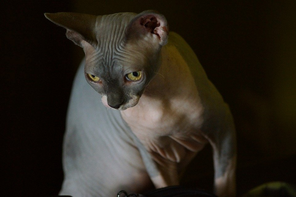 A los gatos esfinge les gusta ser abrazados. | Imagen tomada de: Pixabay A los gatos esfinge les gusta ser abrazados. | Imagen tomada de: Pixabay