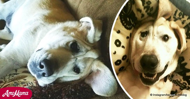 Disfigured, unloved and tied to a tree, this is the journey of Lucky the dog