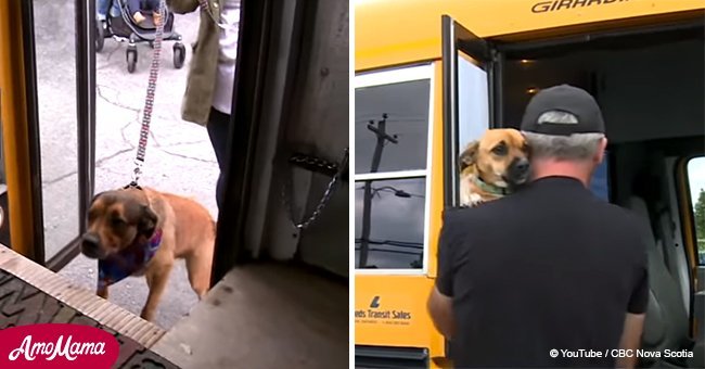 Every day this bus picks up 'furry' students and takes them to doggy daycare 