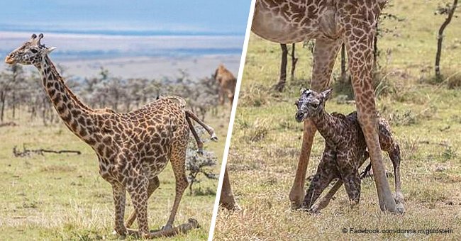 Incredible moment giraffe gives birth and baby takes its first steps moments later