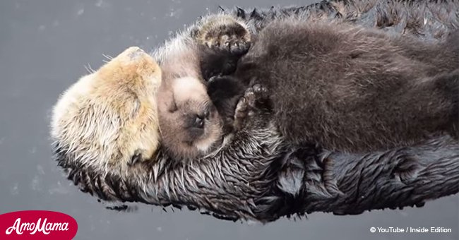 Wild sea otter gives birth to pup in aquarium