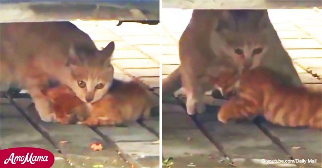 Mother kitten who simply refuses to leave her baby behind is captured in heartbreaking video