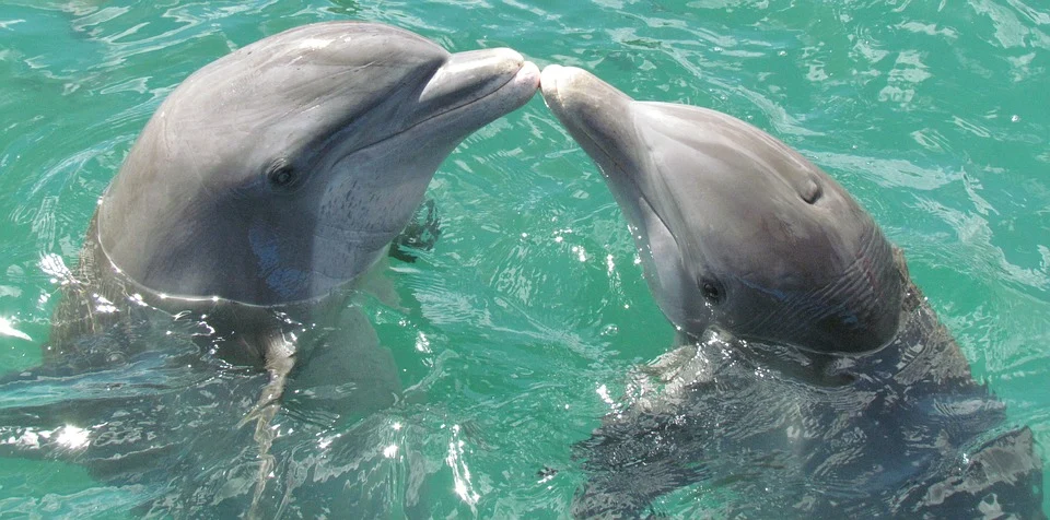 Dos delfines asomados fuera del agua mientras juguetean. | Foto: Pixabay