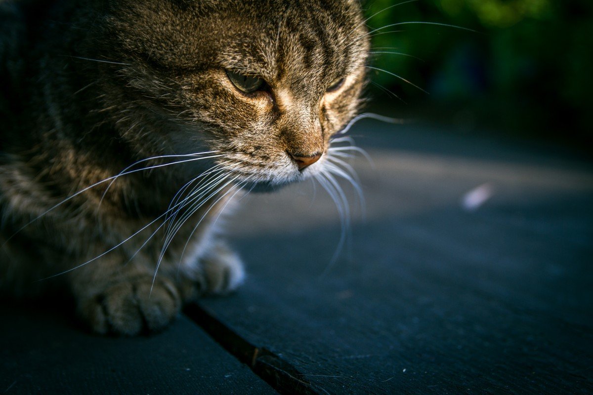 Gato observando. | Imagen: PxHere Gato observando. | Imagen: PxHere