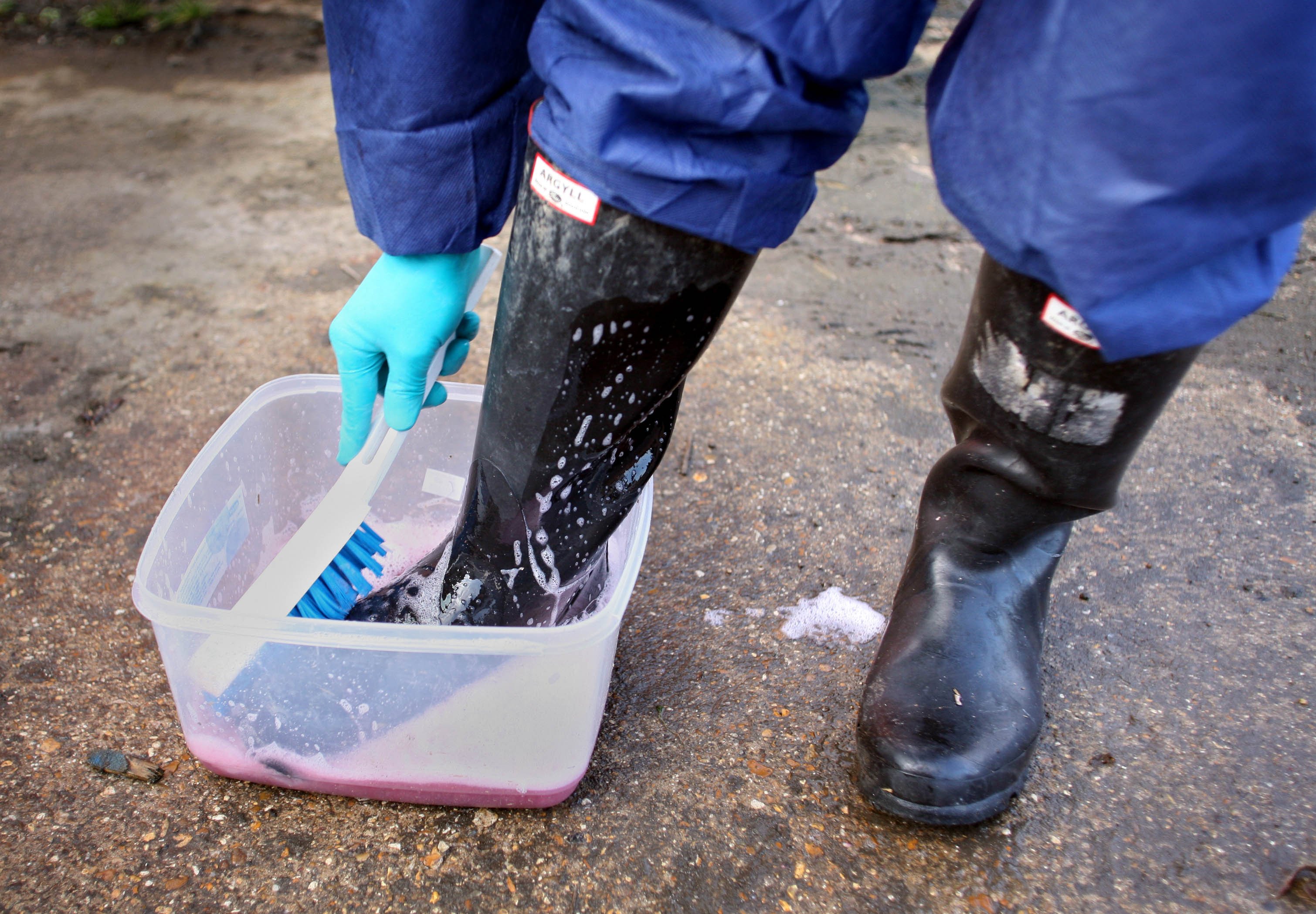 Un biólogo de campo del Departamento de Asuntos Rurales desinfecta su calzado después de sacar un cisne muerto de un río en Stotfold, Bedfordshire, el martes 21 de febrero de 2006. | Foto: Getty Images