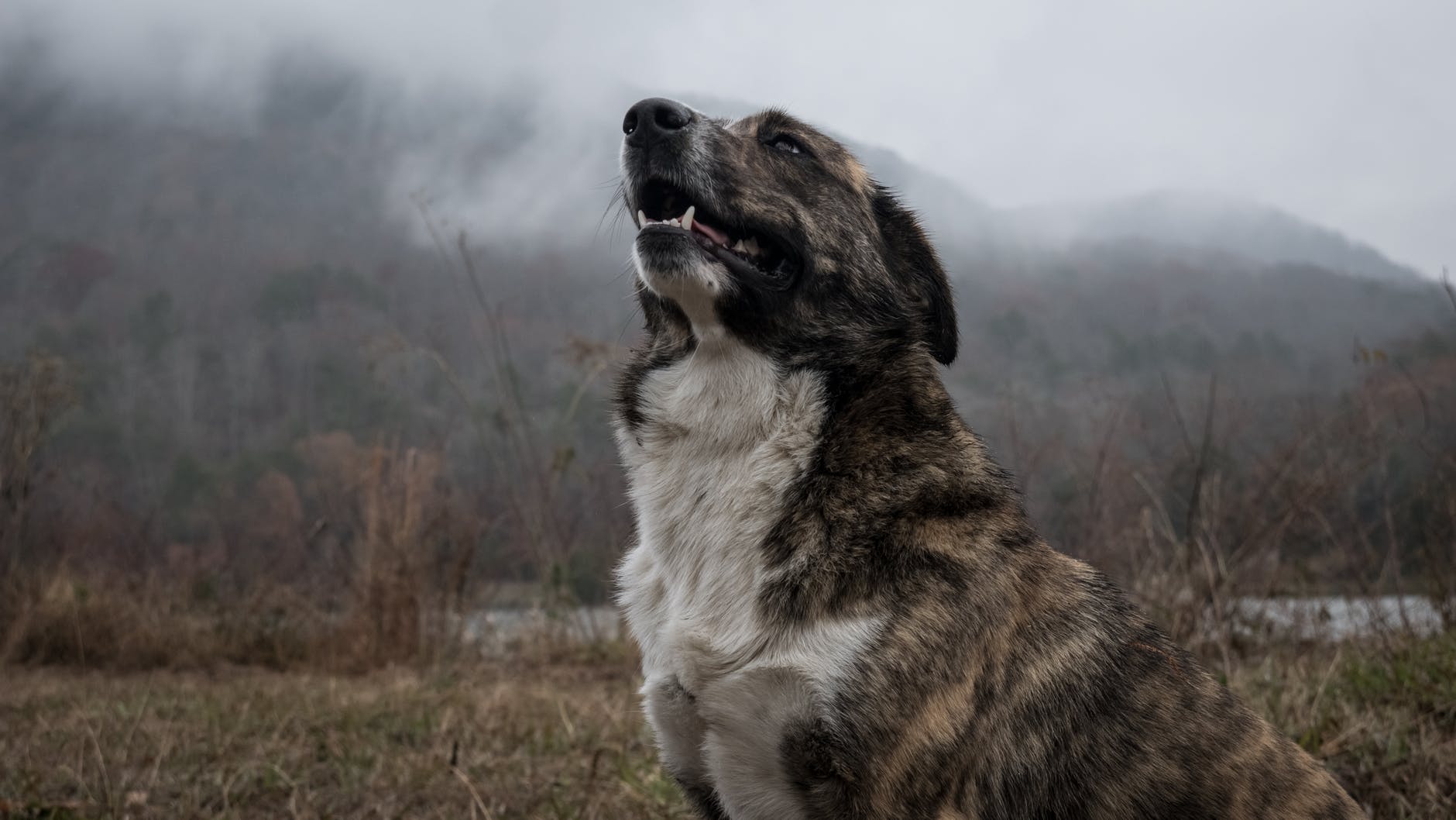 Sparkie started barking. | Source: Pexels