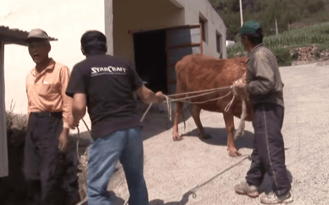 La vache emportée pour être vendue. l Source: YouTube/Kritter Klub