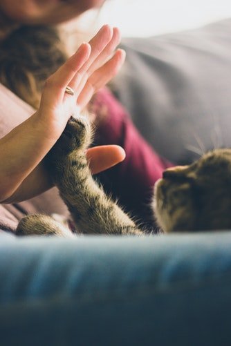 Ce Chat S Est Venge Brutalement D Une Femme Qui Lui Donnait Des Coups De Pied De Neige Au Visage Ce Chat S Est Venge Brutalement D Une Femme Qui Lui Donnait Des Coups De Pied De Neige Au Visage