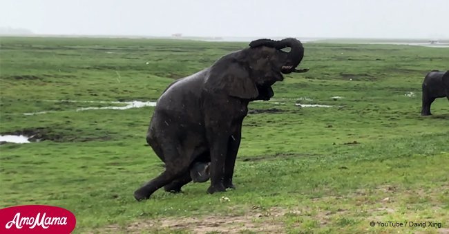 Elephant gives birth in the middle of a safari. The amazing after-birth moment caught on camera