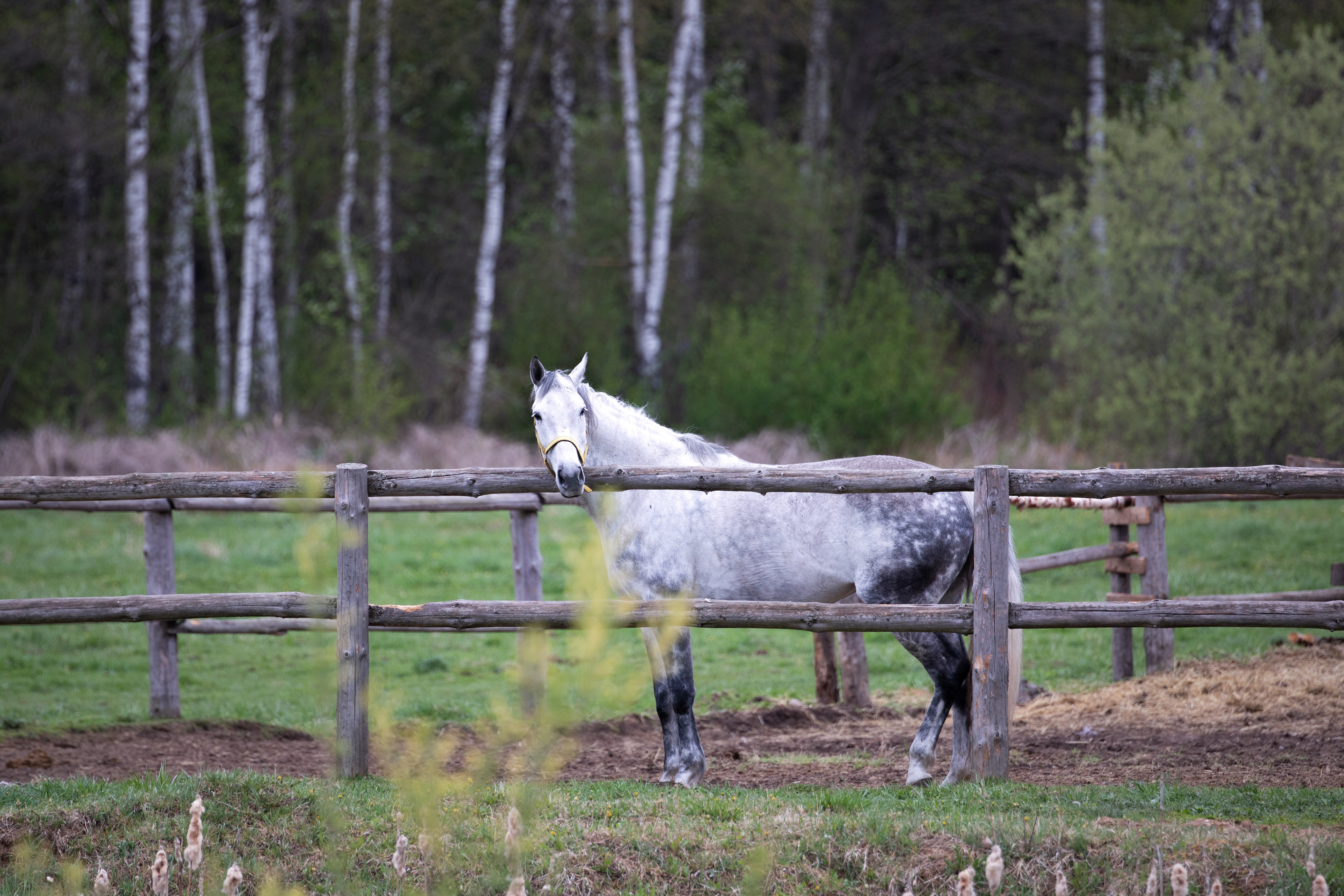 A horse on a farm | Source: Unsplash.com