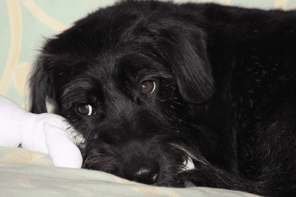 Un chien triste | photo : Pxhere