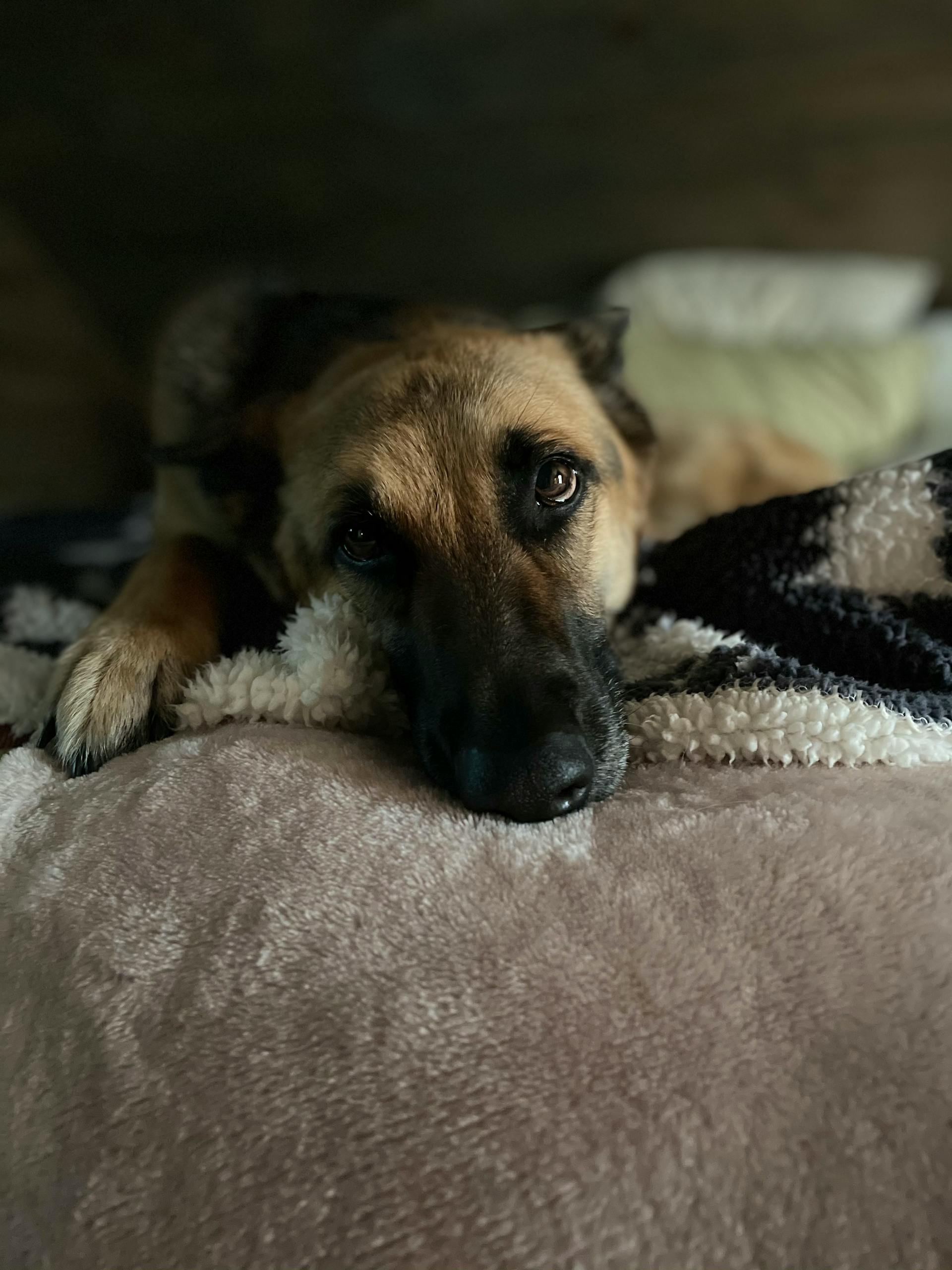 A dog lying on a bed | Source: Pexels