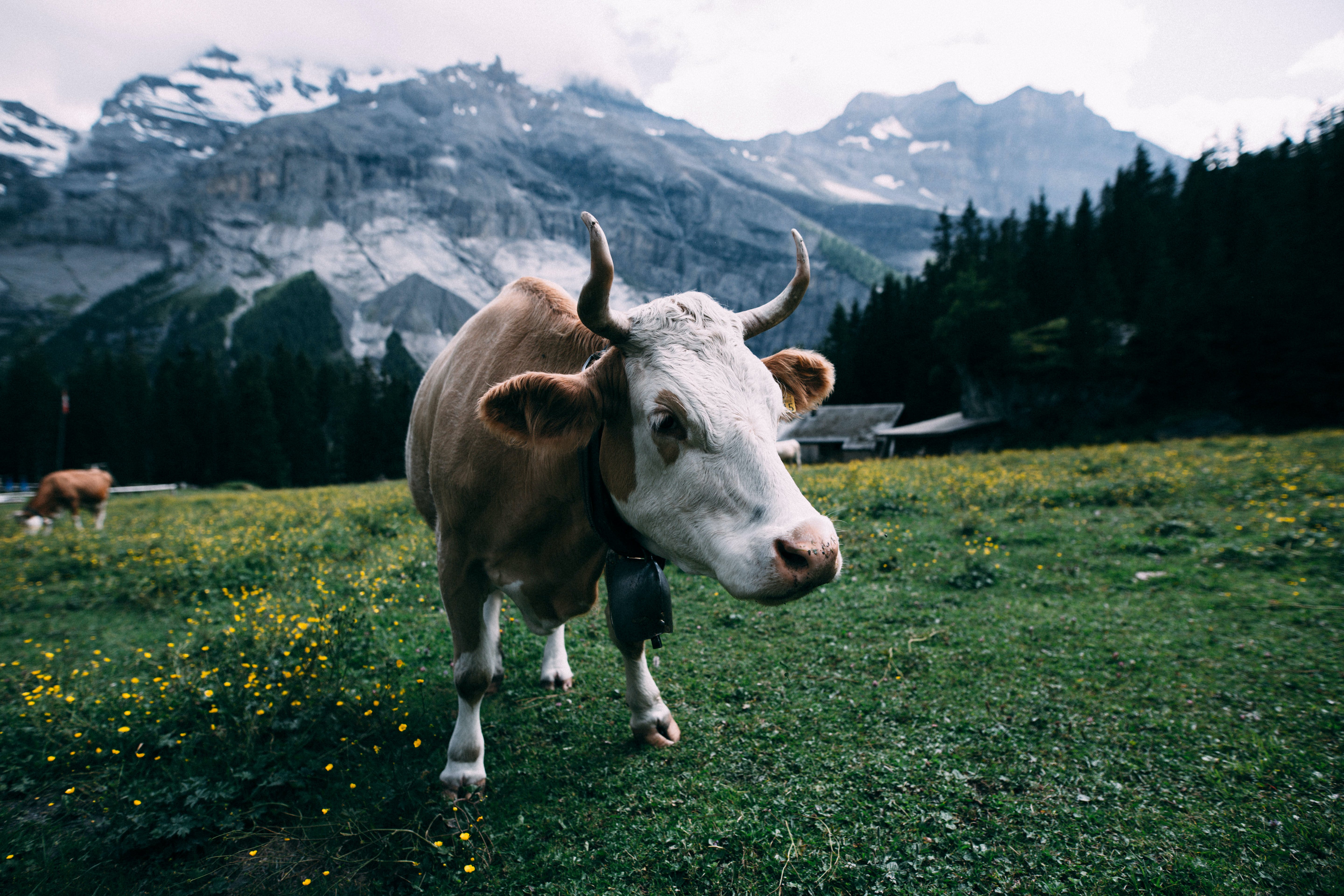 A cow wondering around. | Source: Pexels