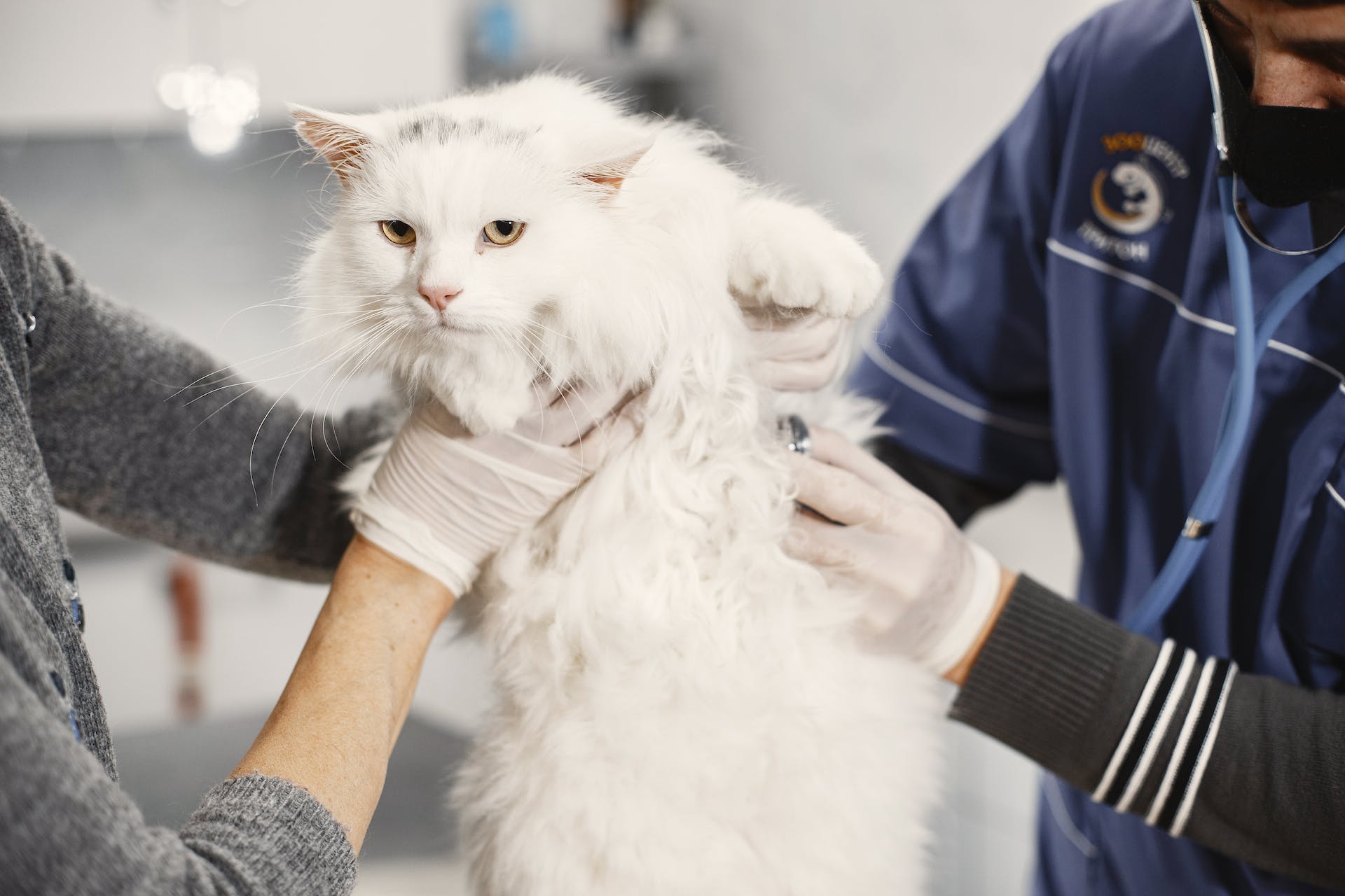 A cat at a vet's clinic | Source: Pexels