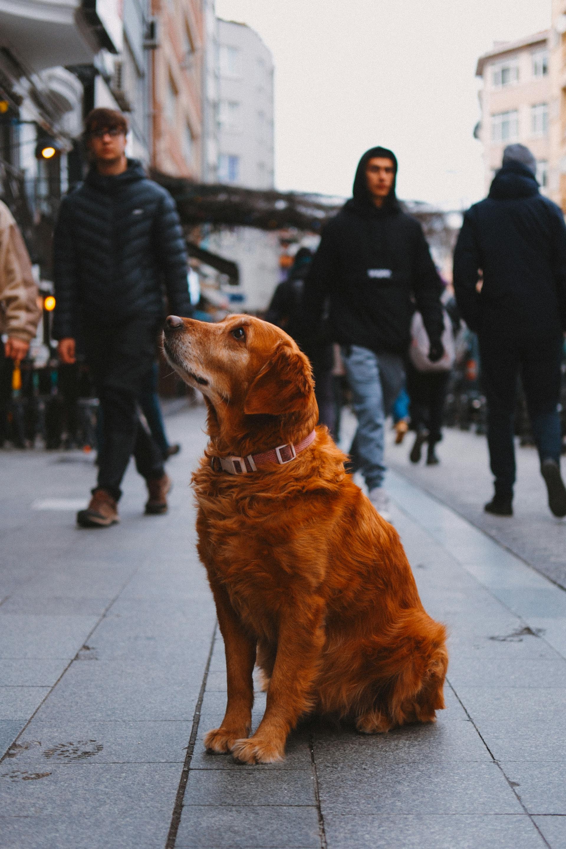 A dog sitting on a pavement | Source: Pexels