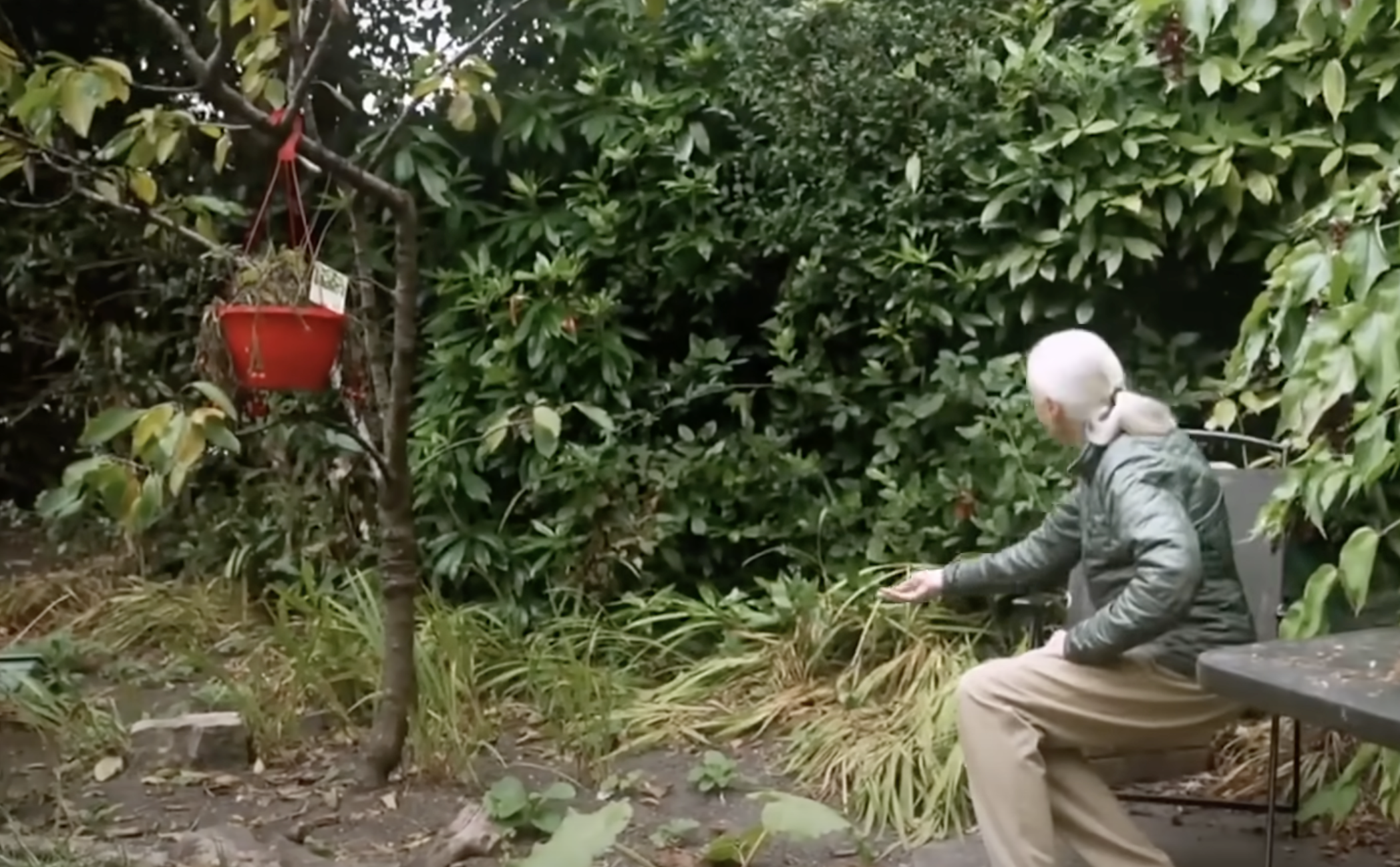 Jane Goodall sits on a garden bench at her childhood home in Bournemouth, England, gently reaching toward a patch of greenery beside her. A red hanging planter is visible in the small tree nearby. | Source: YouTube/@CBSSundayMorning